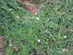 Ipomoea obscura obscura