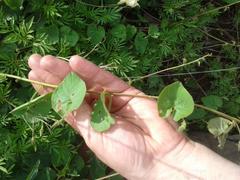 Ipomoea obscura obscura