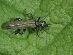 Oedemera virescens