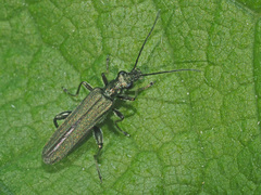 Oedemera virescens