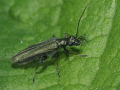 Oedemera virescens