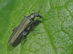 Oedemera virescens