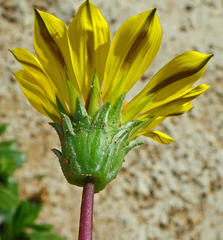 Asteraceae
