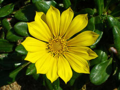 Asteraceae
