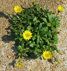 Asteraceae