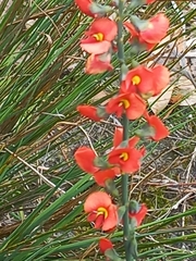 Sphaerolobium grandiflorum