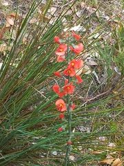 Sphaerolobium grandiflorum