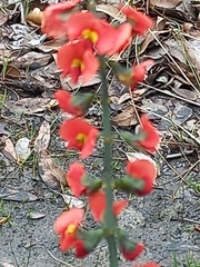 Sphaerolobium grandiflorum