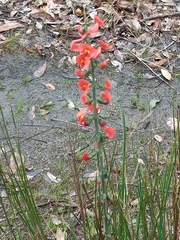 Sphaerolobium grandiflorum