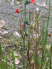 Sphaerolobium grandiflorum