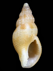 Pisania unicolor