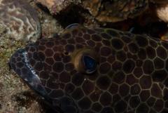 Epinephelus