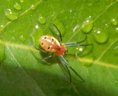 Hypsosinga holzapfelae