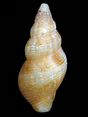 Pisania unicolor