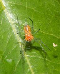 Hypsosinga holzapfelae