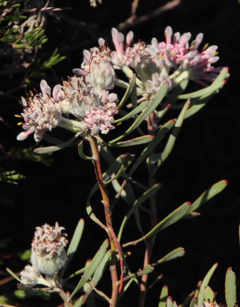 Kleinkaroo Vexator