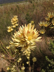 Leucadendron loeriense