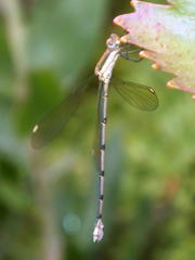 Lestes virgatus
