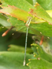 Lestes virgatus