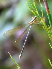 Lestes virgatus