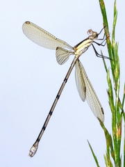 Lestes virgatus
