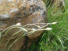 Gladiolus longicollis platypetalus