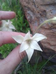 Gladiolus longicollis platypetalus