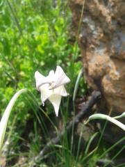Gladiolus longicollis platypetalus