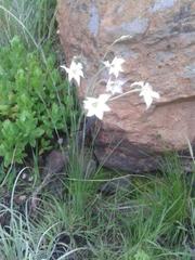 Gladiolus longicollis platypetalus