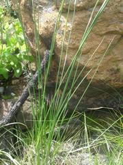Gladiolus longicollis platypetalus