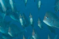 Chrysoblephus puniceus