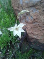 Gladiolus longicollis platypetalus