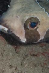 Diodon liturosus