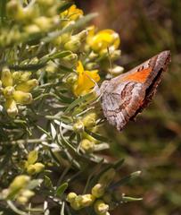 Capys alphaeus alphaeus