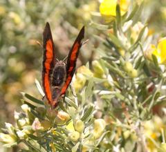 Capys alphaeus alphaeus