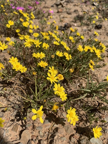 Pepper Daisy (Rhynchopsidium pumilum)