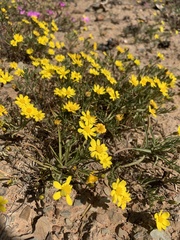 Rhynchopsidium pumilum