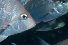 Chrysoblephus puniceus