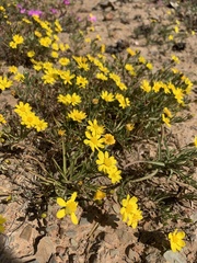 Rhynchopsidium pumilum