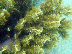 Carpophyllum plumosum