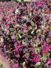 Loropetalum chinense