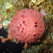 Pink Golf Ball Sponge - Photo (c) Jean Roger, some rights reserved (CC BY-NC-ND), uploaded by Jean Roger