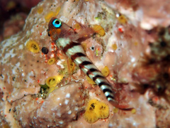 Notoclinops segmentatus
