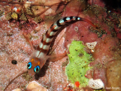 Notoclinops segmentatus