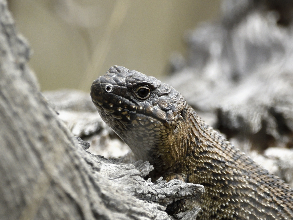 Cunningham's Skink from Canberra ACT, Australia on September 12, 2021 ...