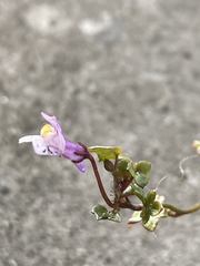 Cymbalaria muralis