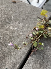 Cymbalaria muralis