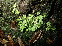 Cladonia enantia