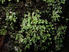 Cladonia enantia