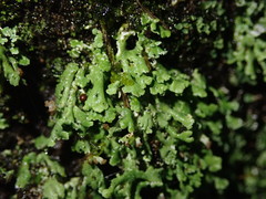 Cladonia enantia
